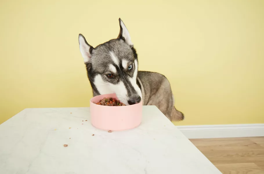 best-food-for-large-breeds